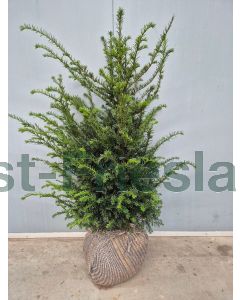 Taxus baccata 80-100 cm kluit extra