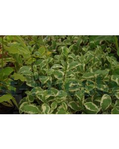 Cornus alba 'Ivory Halo' C3