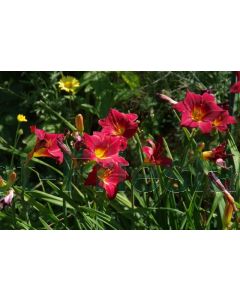 Hemerocallis 'Pardon Me' P9 / 24 per kist