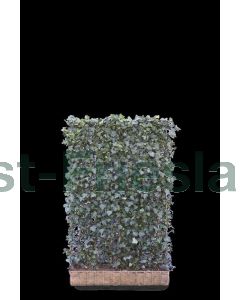 Hedera hel. 'Woerner' Haagelement b120 x h180 cm