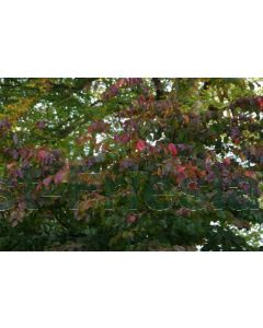 Parrotia persica 14/16 C50 leischerm 200 cm stam