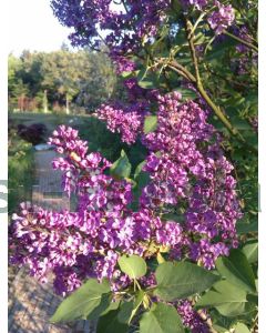 Syringa v. 'And. an Ludwig Späth' C5 100 cm stam
