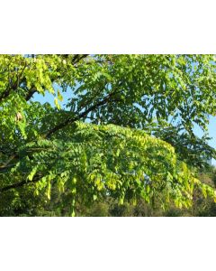 Gymnocladus dioica 150-175 cm C20