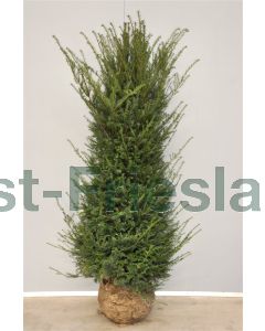 Taxus baccata 175-200 cm drkl extra