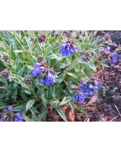 Pulmonaria long. 'E.B. Anderson' P9 / 24 per kist