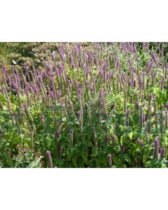 Teucrium hyrcanicum P9 / 24 per kist