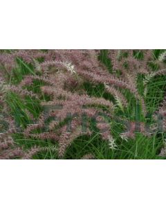 Pennisetum or. 'Karley Rose' C5