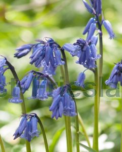 Hyacinthoides non-scripta 7/8 per 100