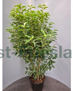 Prunus l. 'Angustifolia' 80-100 cm C7.5