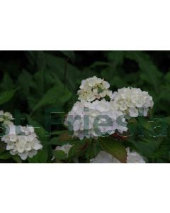 Hydrangea m. 'Soeur Thérèse' 80-100 cm C20