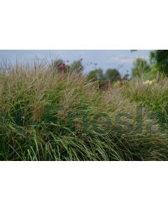 Miscanthus sin. 'Yakushima Dwarf' C1.5