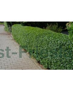 Ligustrum ovalifolium 60-100 cm kw 3-tak