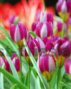 Tulipa pulchella Persian Pearl 6/+ per 100