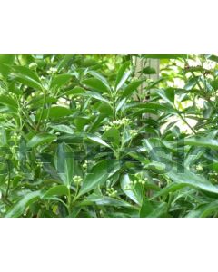 Euonymus japonicus 125-150 cm C20