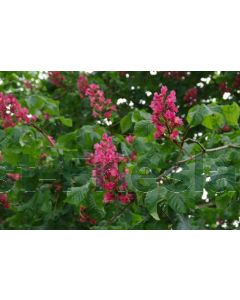 Aesculus carn. 'Briotii' 8/10 C35