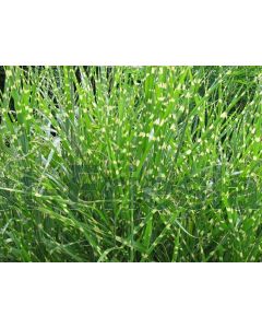 Miscanthus sin. 'Zebrinus' 150-175 cm C20