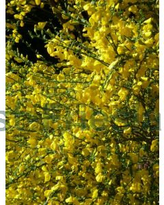 Cytisus scoparius 80-100 cm C7.5