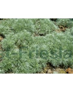 Artemisia schmidtiana 'Nana' P9 / 24 per kist
