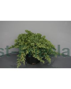 Juniperus procumbens 'Nana' 20-30 cm C2