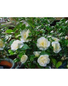 Camellia j. 'Brushfield's Yellow' 40-50 cm C3