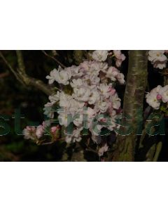 Prunus serr. 'Amanogawa' C10 120 cm stam