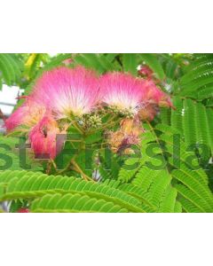 Albizia jul. Ombrella 8/10 C35 150 cm stam