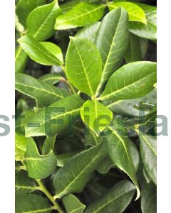 Prunus l. 'Rotundifolia' 150-175 cm kluit extra