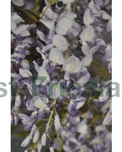 Wisteria sin. 'Prolific' 150-175cm C5