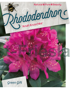 Rhododendron 'Anah Kruschke' 40-50 cm C5