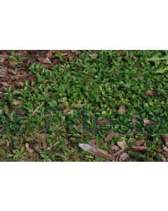 Cotoneaster dammeri 'Major' P9 / 24 per kist