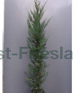 Cupressocyparis leylandii 175-200 cm C15