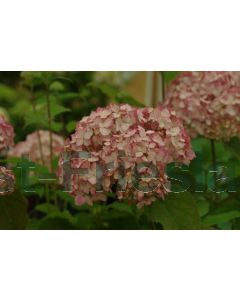Hydrangea arb. 'Candybelle® Bubblegum' 100-125 cm C20