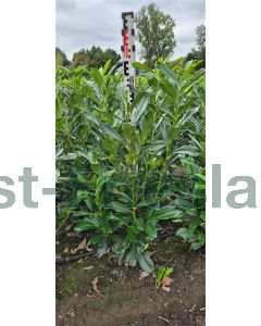 Prunus l.'Genolia Mariblon'® 80-100 cm kluit