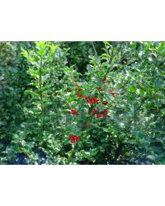 Ilex meserveae 'Blue Angel' 30-40 cm C3