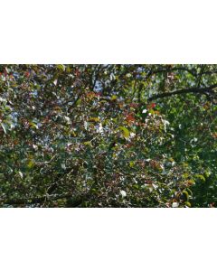 Malus 'Mokum' 10/12 C40