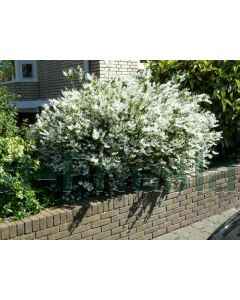 Deutzia gracilis 40-50 cm C5