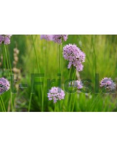 Allium sen. 'Summer Beauty' C2