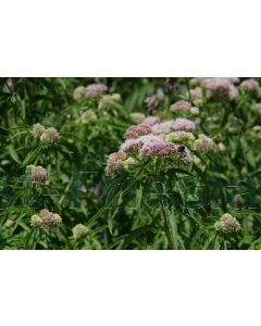 Eupatorium cannabinum P9 / 24 per kist