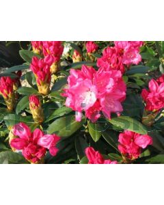 Rhododendron (Y) 'Morgenrot' C3