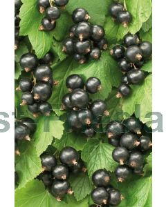 Ribes nigr. 'Ben Nevis' 75 cm C2