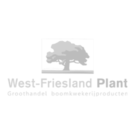 Washingtonia filifera C50 80 cm stam